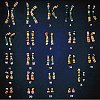 Caryotype cellule-oeuf